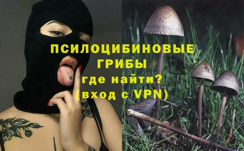 Псилоцибиновые грибы Psilocybe  Спасск-Рязанский 